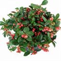 Afbeelding van Gaultheria P12 "Winter pearls" (rode bessen)